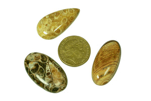 Organics gemstones, FOSSILISED SEABED, FOSSILISED CORAL and PETRIFIED WOOD, “The Ancients”