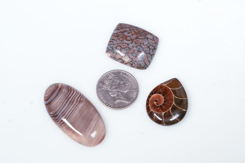 Organics gemstones, PETRIFIED WOOD, DINOSAUR BONE and AMMONITE, “The Ancients”