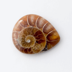 Fossilised Ammonite