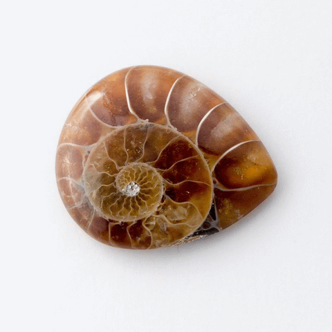 Fossilised Ammonite